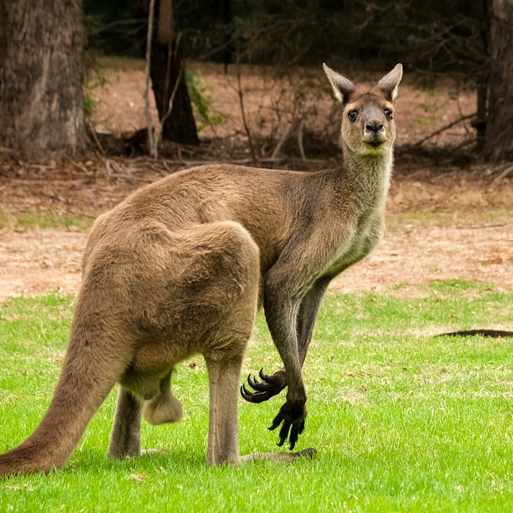 Mais cangurus que humanos